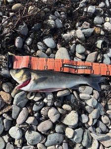 European Bass (Seabass)