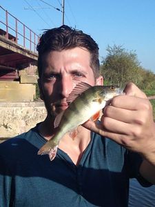European Perch