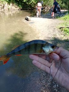 European Perch