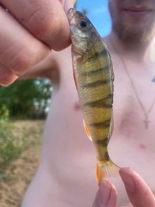 European Perch