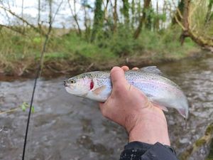 Rainbow Trout