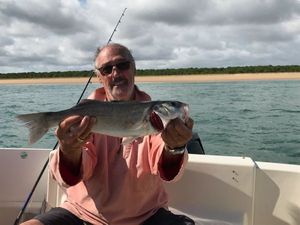 European Bass (Seabass)