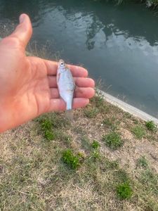 Roach