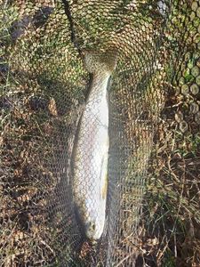 Rainbow Trout