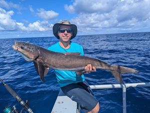 Cobia