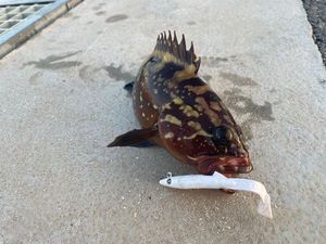 Brown Grouper (Dusky)