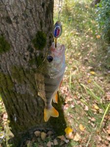 European Perch