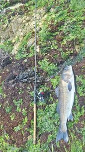 European Bass (Seabass)