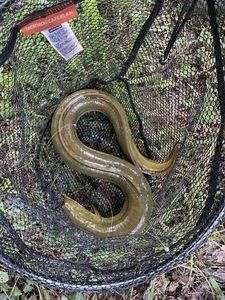 European Eel (Common Eel)