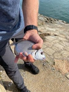 White Seabream