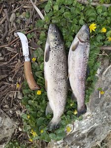 Brown Trout
