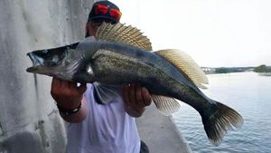 Zander