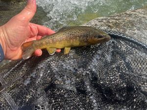 Brown Trout