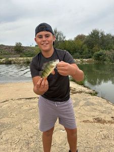 European Perch