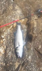 European Bass (Seabass)
