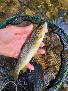 Brown Trout