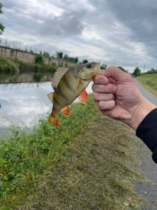 European Perch