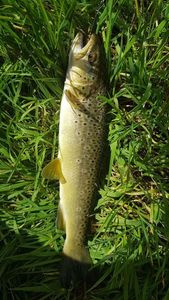 Brown Trout