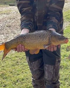 Common Carp