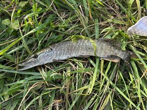 Northern Pike