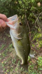 Largemouth Bass