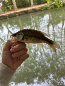 Largemouth Bass