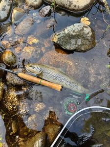 Brown Trout