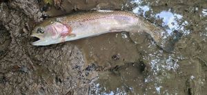 Rainbow Trout