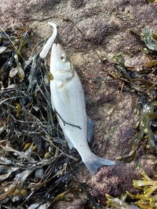 European Bass (Seabass)