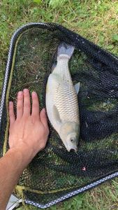 Common Bream