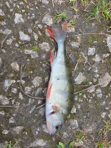 European Perch