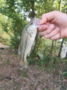 Largemouth Bass