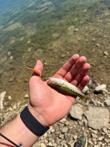 Largemouth Bass