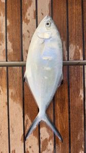Pompano