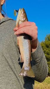 Brook Trout