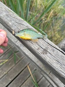 Green Sunfish