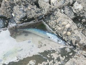 Mackerel