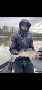 Zander