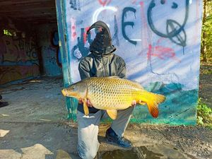 Common Carp