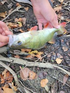 European Perch