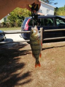 European Perch