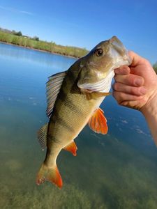 European Perch
