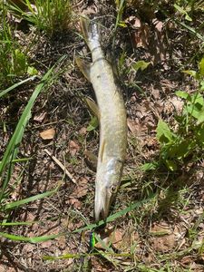 Northern Pike