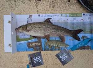 Barbel