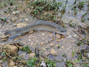 Rainbow Trout