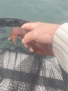 European Squid