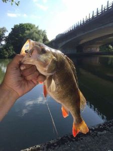 European Perch