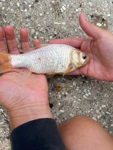 Goldfish