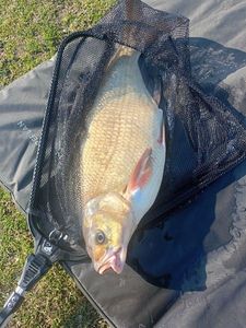 Common Bream