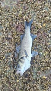 European Bass (Seabass)